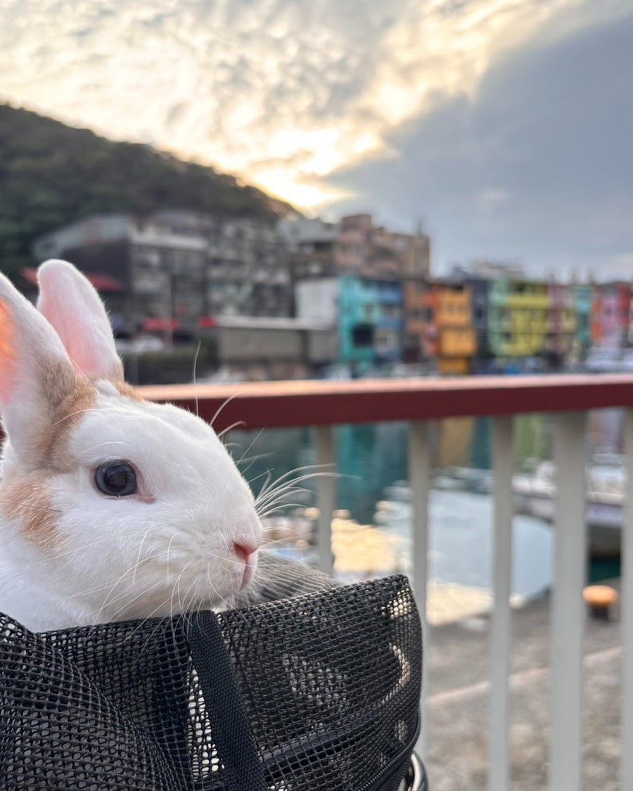 基隆邱小姐