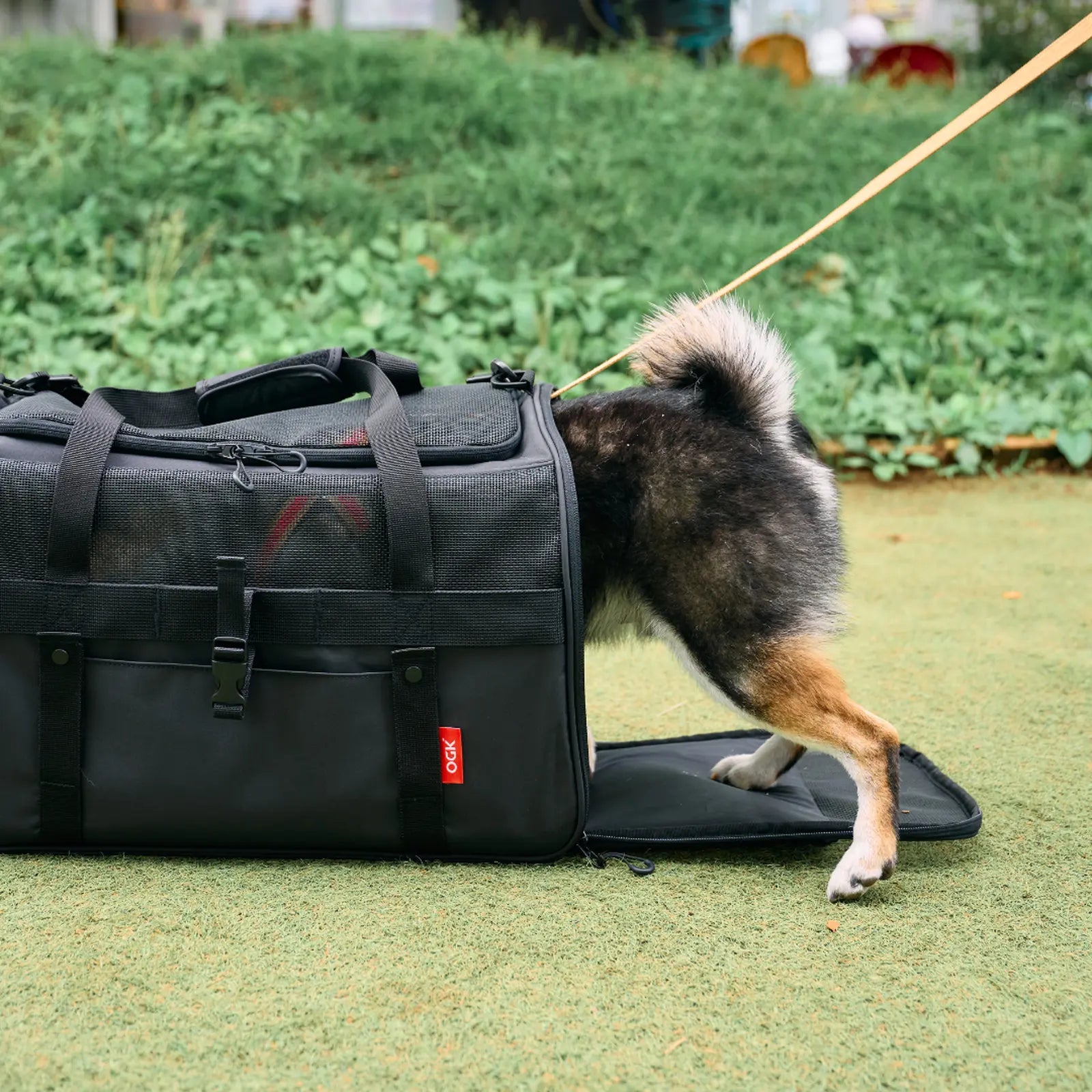 一隻黑色柴犬進入 OGK 寵物包，方便飼主攜帶